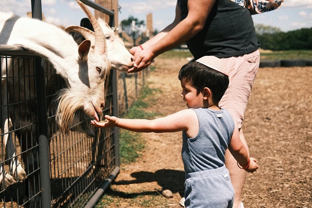feeding goats at goldscheins homestead