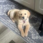 Unknown-7-1 Medium golden retriever puppies