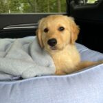 Unknown-7 Medium golden retriever puppies